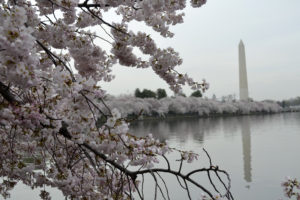 Cherry Blossoms in front of the Washington Monument