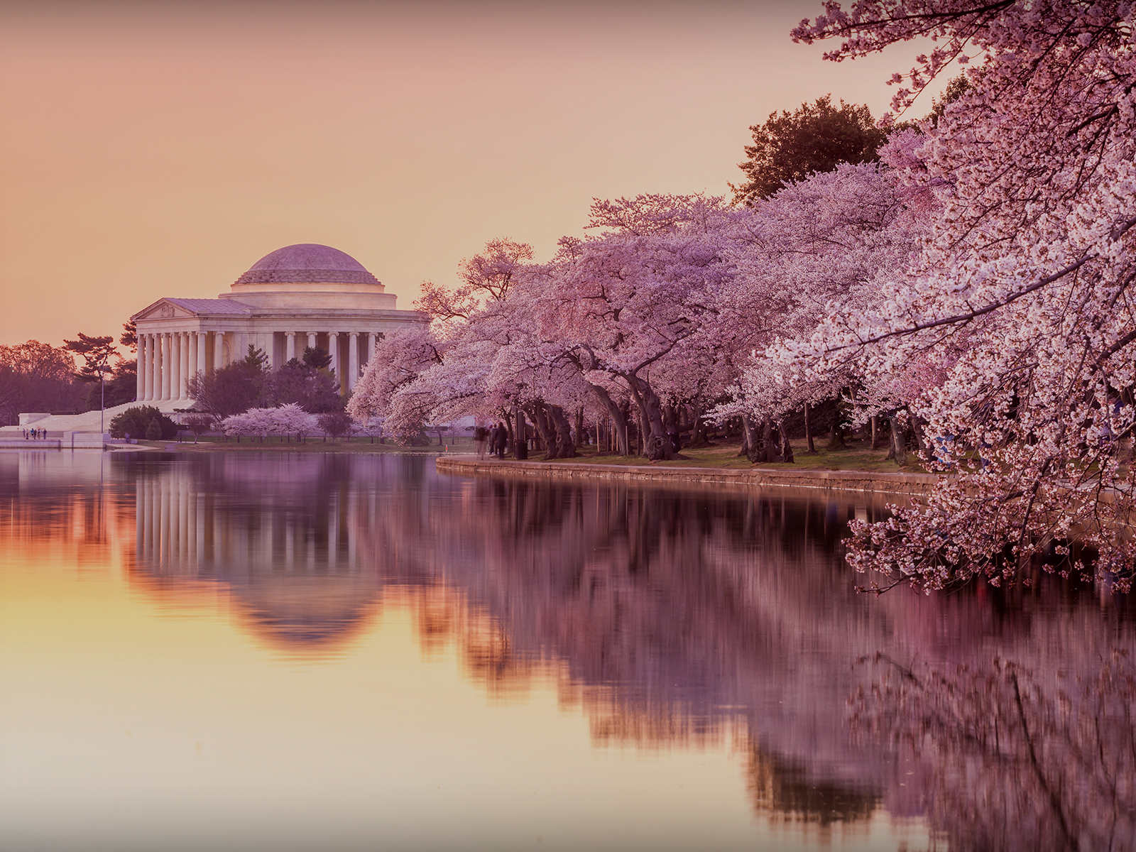 Cherry Blossoms in DC