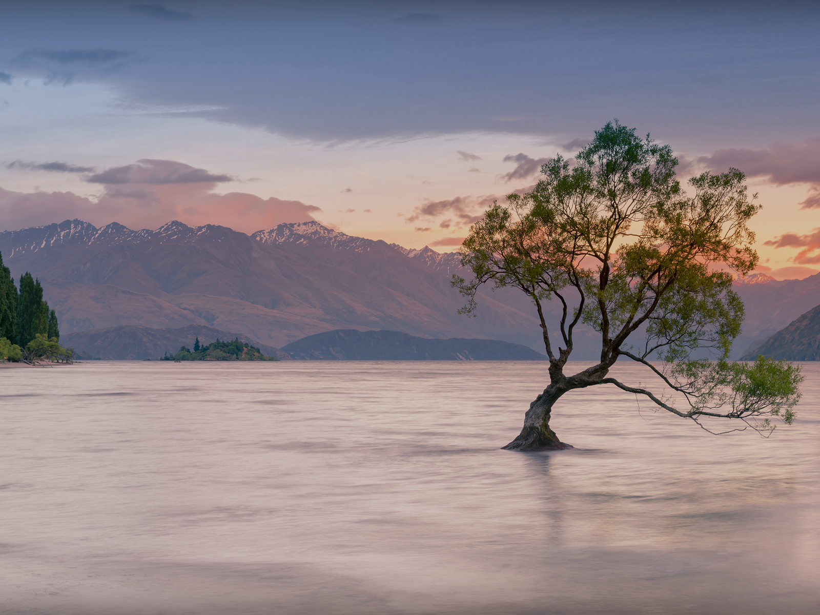 new-zealand-wanaka-tree New Zealand Tours